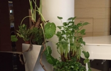 绿植作品