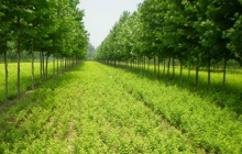 养护苗木种植与销售