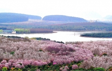 貴州貴安新區(qū)高峰鎮(zhèn)櫻花園工程