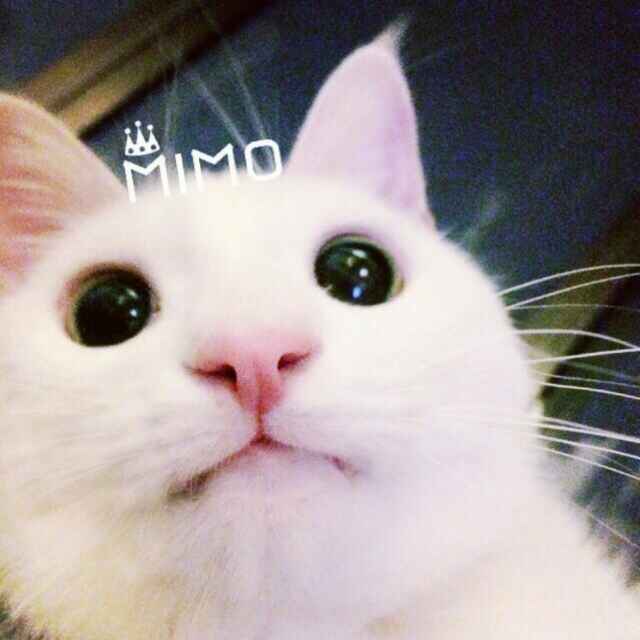 ƸרԱ